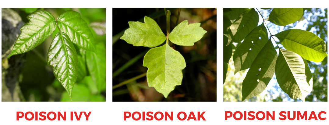 Poison ivy, poison oak, sumac