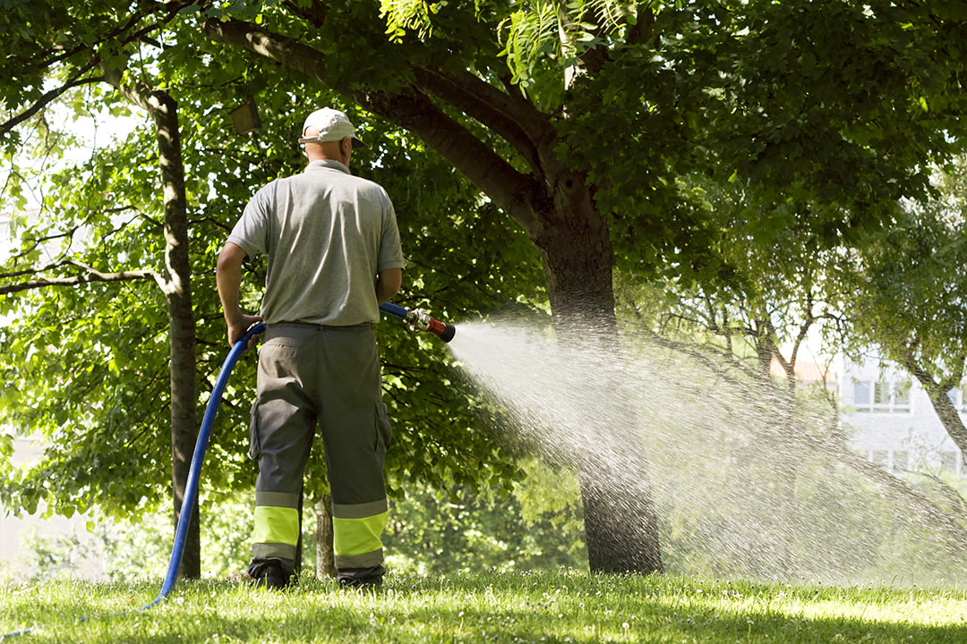Municipality worker watering lawn